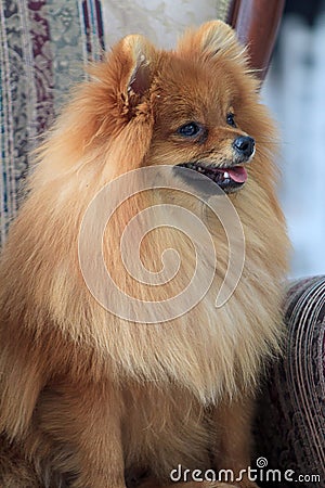 Pomeranian puppy sitting in the big chair closeup. Stock Photo