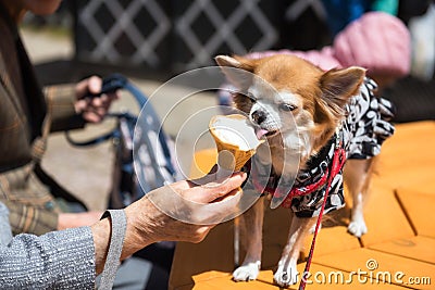 Pomeranian puppy in traditional yukata dress eat ice cream Stock Photo