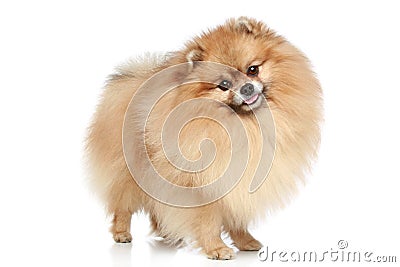 Pomeranian Spitz dog. Stock Photo