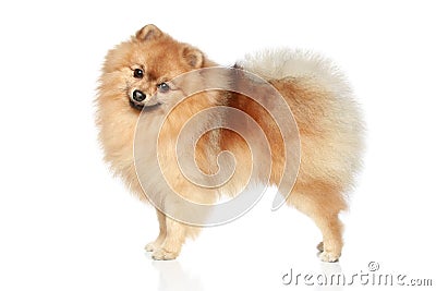 Pomeranian Spitz dog Stock Photo