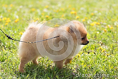 Pomeranian spitz dog in the park Stock Photo