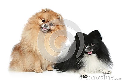 Pomeranian Spitz dogs Stock Photo