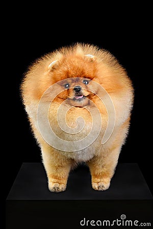 Pomeranian Spitz puppy Stock Photo