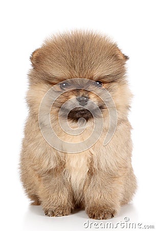 Pomeranian spitz puppy close-up portrait Stock Photo