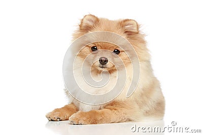 Pomeranian Spitz puppy on a white background Stock Photo