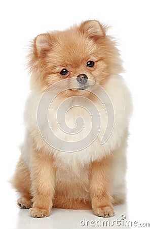 Pomeranian Spitz puppy on a white background Stock Photo