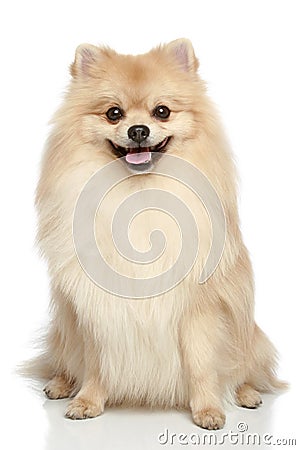 Pomeranian Spitz puppy on a white background Stock Photo