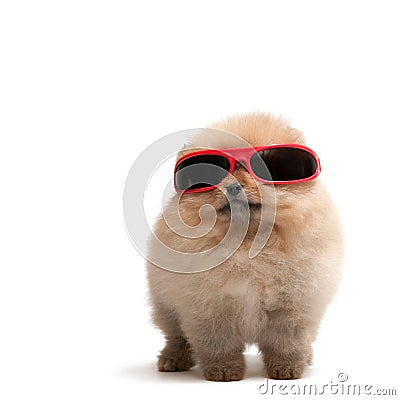 Pomeranian spitz in red sunglasses Stock Photo