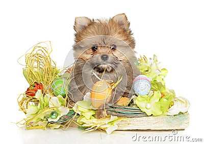Pomeranian-yorkie hybrid puppy in Easter decorations Stock Photo