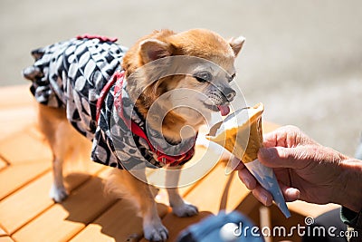 Pomeranian in yukata dress eat ice cream Stock Photo