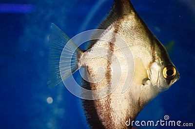 Pomfret Stock Photo