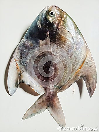 pomfret which is very expensive for the new year Stock Photo