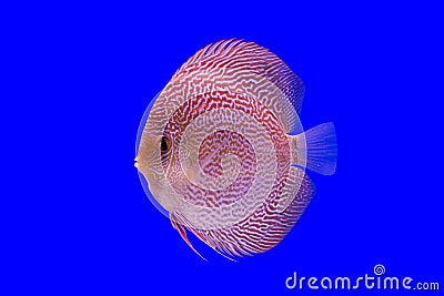 Pompadour fish Stock Photo