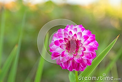 Pompon Dahlia flowers in white color marked with reddish purple Stock Photo