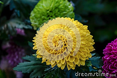 Pompon Dahlias Flowers in the Garden Stock Photo