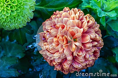 Pompon Dahlias Flowers in the Garden Stock Photo