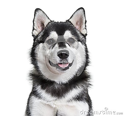 Pomsky dog portrait against white background Stock Photo
