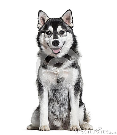 Pomsky dog sitting against white background Stock Photo