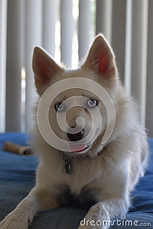 Pomsky hybrid dog portrait Stock Photo