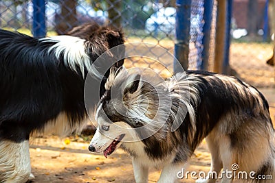 Pomsky playing with a Shetland Shepherd in a park Stock Photo