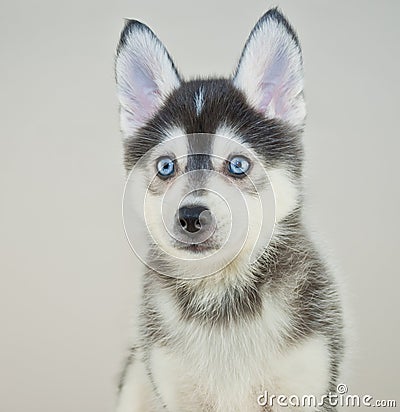 Pomsky Puppy Stock Photo