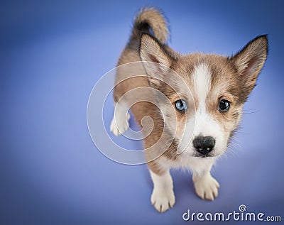 Pomsky Puppy Stock Photo