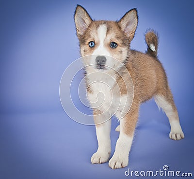 Pomsky Puppy Stock Photo