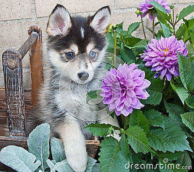 Pomsky Puppy Stock Photo