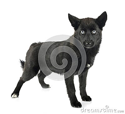 Pomsky in studio Stock Photo