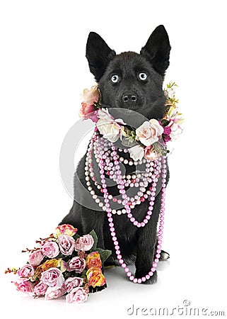 Pomsky in studio Stock Photo