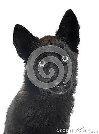 Pomsky in studio Stock Photo