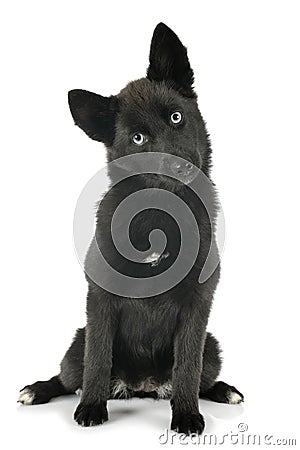 Pomsky in studio Stock Photo