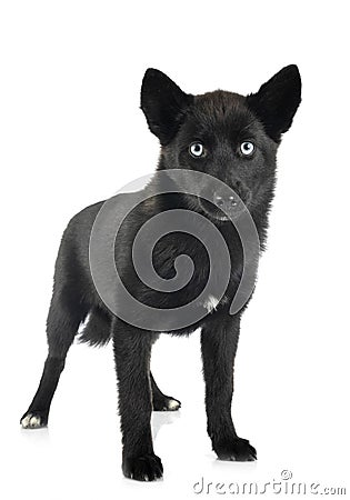 Pomsky in studio Stock Photo