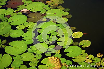 Pond Stock Photo