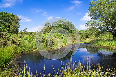 Pond at Arne in the Dorset Countryside Stock Photo