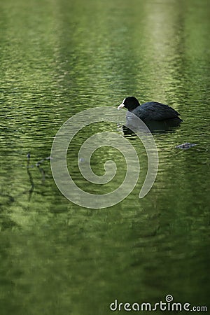 Duck in a Pond Stock Photo