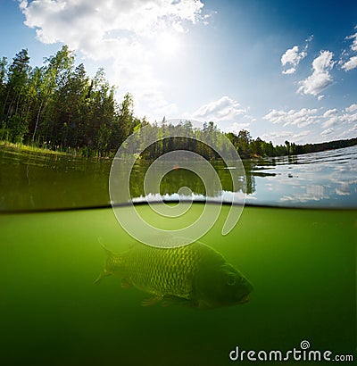 Pond with carp Stock Photo