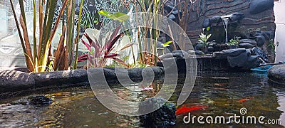 A pond with several fish swimming Stock Photo