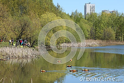 Pond with ducks in a spring city park Editorial Stock Photo
