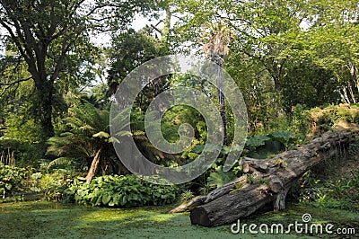 Pond and fallen tree in Abbotsbury gardens Stock Photo