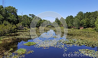 Pond Stock Photo