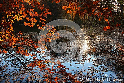 Pond in the forest, autumnal beech leaves Stock Photo