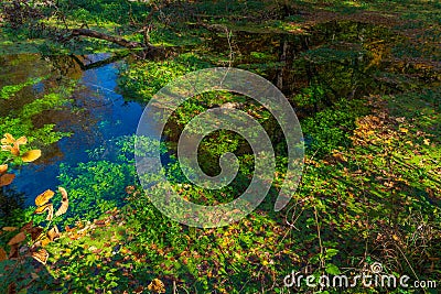 A pond in the forest overgrown with green algae Stock Photo