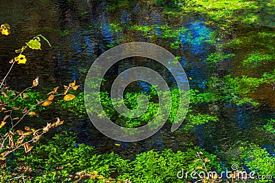 A pond in the forest overgrown with green algae Stock Photo