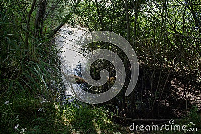 A pond in the forest Stock Photo