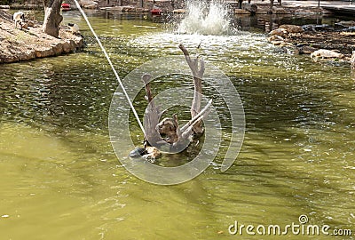 Pond with a fountain in Gan Guru kangaroo park in Kibutz Nir David in the north of Israel Stock Photo