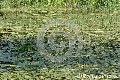 Pond full of fresh green plants - Peaceful spot to sit back and chill Stock Photo