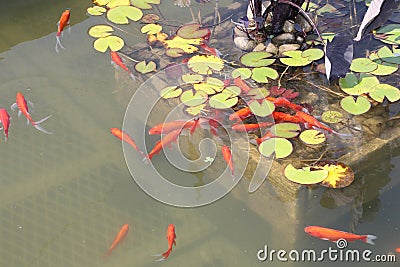 Pond-Goldfish Stock Photo