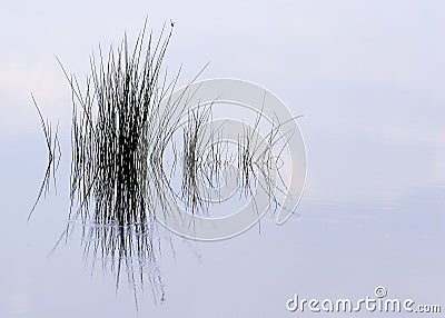 Pond Grass Reflection Stock Photo