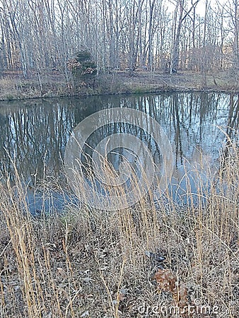 Pond grass trees Stock Photo